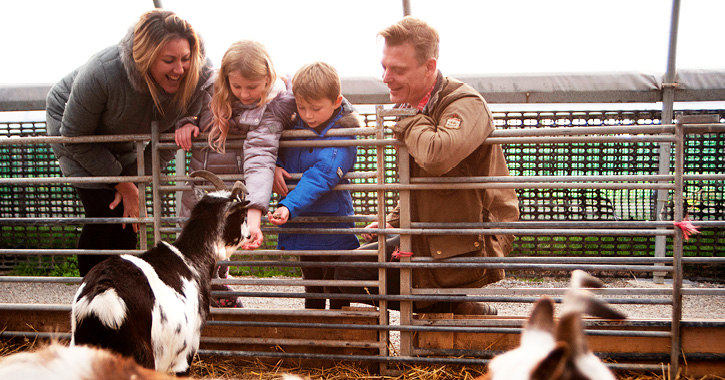family of four feeding and petting goats at Hall Hill Farm, County Durham